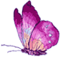 Logo Butterfly